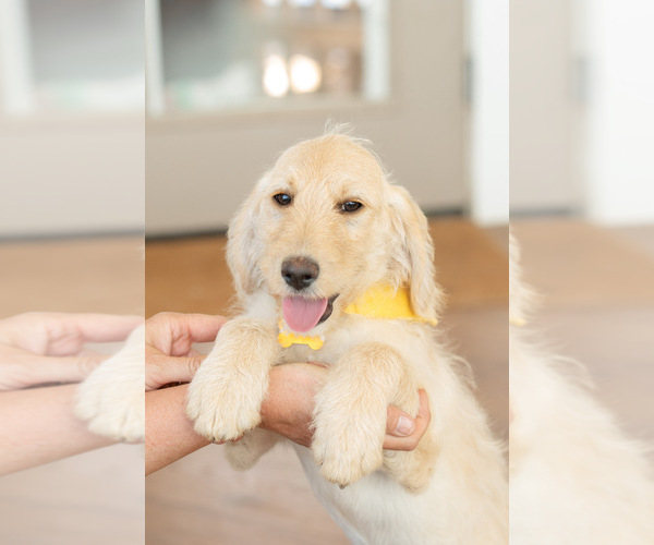Medium Photo #1 Labradoodle Puppy For Sale in BRUSH PRAIRIE, WA, USA