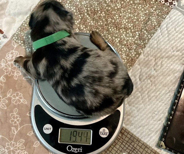 Medium Photo #7 German Hunting Terrier-Lowchen Mix Puppy For Sale in HENRICO, VA, USA