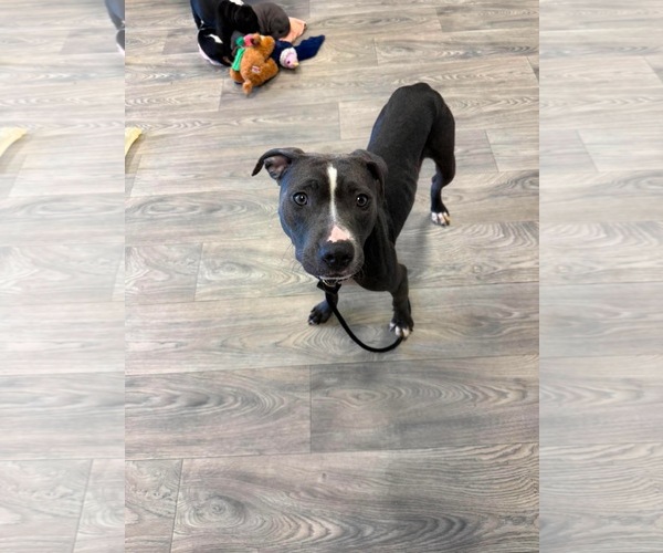 Medium Photo #4 American Pit Bull Terrier-American Staffordshire Terrier Mix Puppy For Sale in Duluth, MN, USA