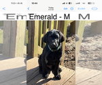 Small Photo #16 Labrador Retriever Puppy For Sale in MARIETTA, GA, USA