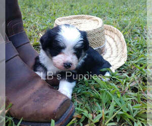 Pembroke Welsh Corgi-Poodle (Toy) Mix Puppy for sale in LEBANON, MO, USA