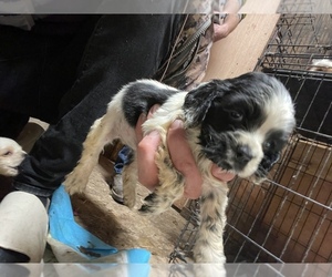 Cocker Spaniel Puppy for sale in PIKEVILLE, NC, USA