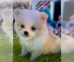 Small #1 Pomeranian