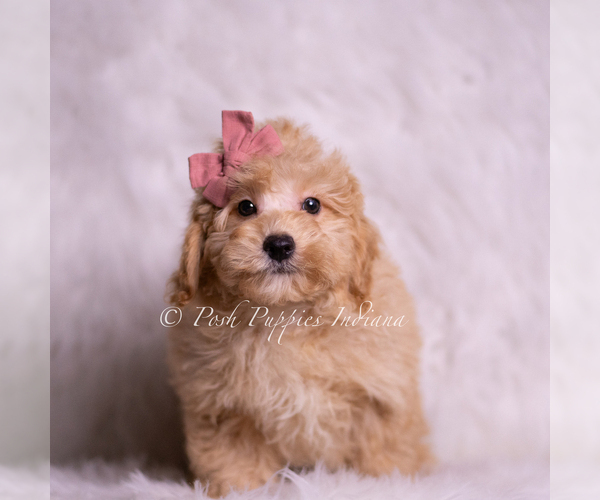 Medium Photo #2 Goldendoodle (Miniature) Puppy For Sale in WARSAW, IN, USA