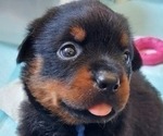 Small #2 Rottweiler