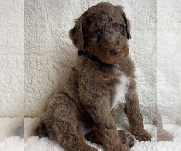 Medium Photo #3 Poodle (Standard) Puppy For Sale in BONNERS FERRY, ID, USA
