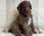 Small #2 Poodle (Standard)