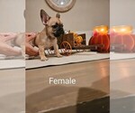 Puppy 1 French Bulldog