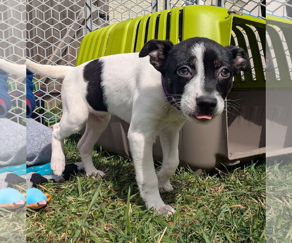 Medium Photo #10 Mutt Puppy For Sale in Brooklyn Center, MN, USA