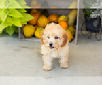 Small #2 Poodle (Miniature)