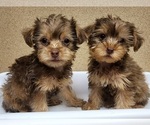 Small Photo #2 YorkiePoo Puppy For Sale in BLUE MOUND, TX, USA