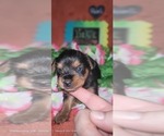 Small Photo #124 Yorkshire Terrier Puppy For Sale in AKRON, OH, USA