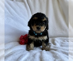 Yorkipoo Puppy for sale in MOCKSVILLE, NC, USA