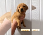 Small Photo #7 Golden Retriever Puppy For Sale in ALEXANDRIA, LA, USA