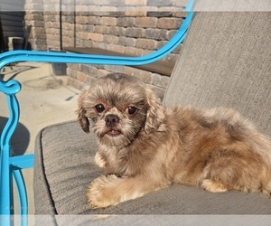 Mother of the Shih Tzu puppies born on 08/24/2025