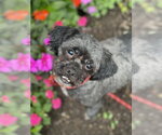 Small Shih Tzu