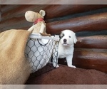 Small Photo #12 Anatolian Shepherd-Maremma Sheepdog Mix Puppy For Sale in LECANTO, FL, USA