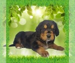 Puppy Bruiser Golden Mountain Dog