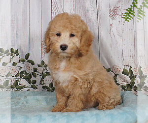 Poodle (Miniature) Puppy for sale in PENNS CREEK, PA, USA