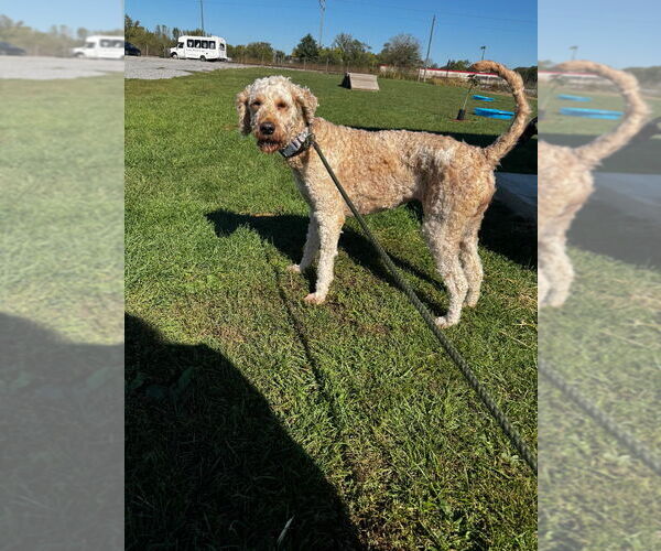 Medium Photo #4 Mutt Puppy For Sale in Pierceton , IN, USA