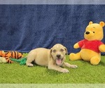 Small #9 Catahoula Leopard Dog