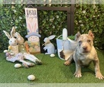 Puppy Puppy 1 Egypt American Bully