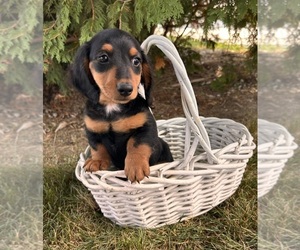 Dachshund Puppy for Sale in MIDDLEBURY, Indiana USA
