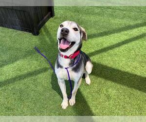 Labsky Dogs for adoption in Orange, CA, USA