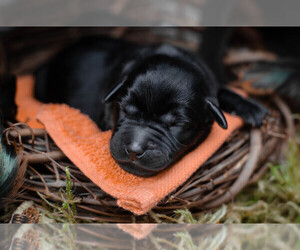 Labrador Retriever Puppy for sale in BRENTWOOD, TN, USA