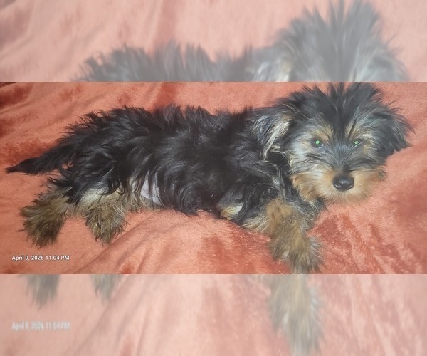 Medium Photo #8 Yorkshire Terrier Puppy For Sale in AKRON, OH, USA