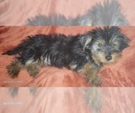 Small Photo #8 Yorkshire Terrier Puppy For Sale in AKRON, OH, USA