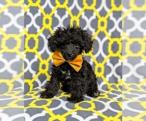 Poodle (Miniature) Puppy for sale in OXFORD, PA, USA