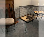 Small #3 German Shepherd Dog