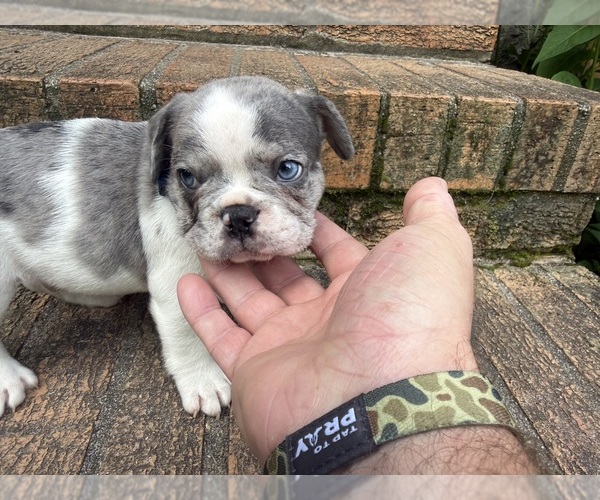 Medium Photo #8 French Bulldog Puppy For Sale in MACON, GA, USA
