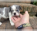 Small #7 French Bulldog