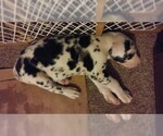 Small Photo #27 Great Dane Puppy For Sale in HOWARD CITY, MI, USA