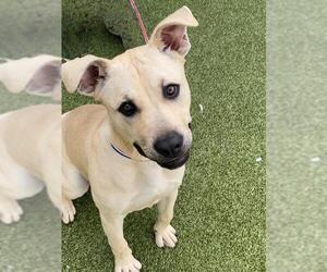 Labrador Retriever-Unknown Mix Dogs for adoption in Fayetteville, NC, USA