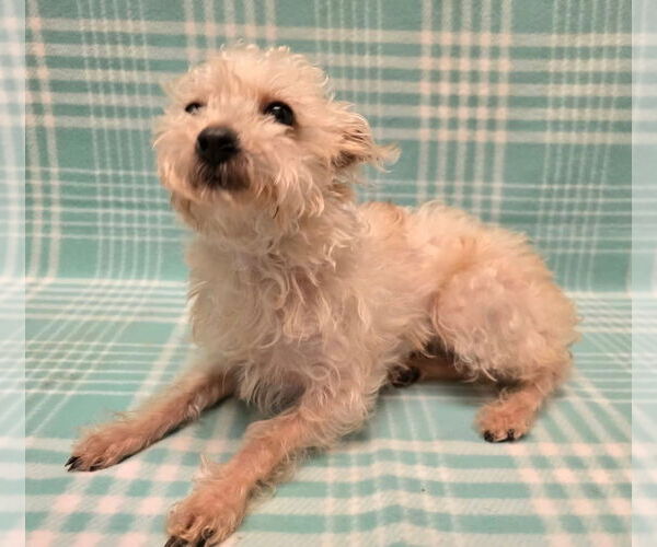 Medium Photo #1 Poodle (Miniature)-Unknown Mix Puppy For Sale in Modesto, CA, USA