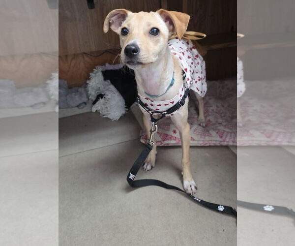 Medium Photo #7 Jack Chi Puppy For Sale in Princeton, MN, USA