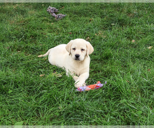 Labrador Retriever Puppy for sale in SYRACUSE, IN, USA
