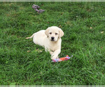 Image preview for Ad Listing. Nickname: Bubbles