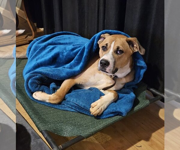 Medium Photo #1 Anatolian Shepherd-Boxer Mix Puppy For Sale in Corinth, MS, USA