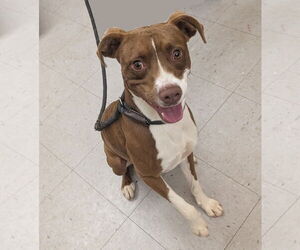 Mutt Dogs for adoption in Low Moor, VA, USA