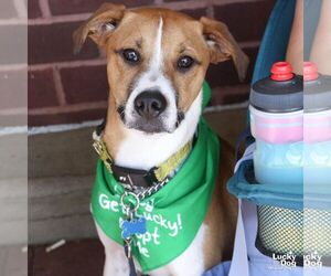 Lemuel - Male Mutt Dog for Adoption - Photo #2