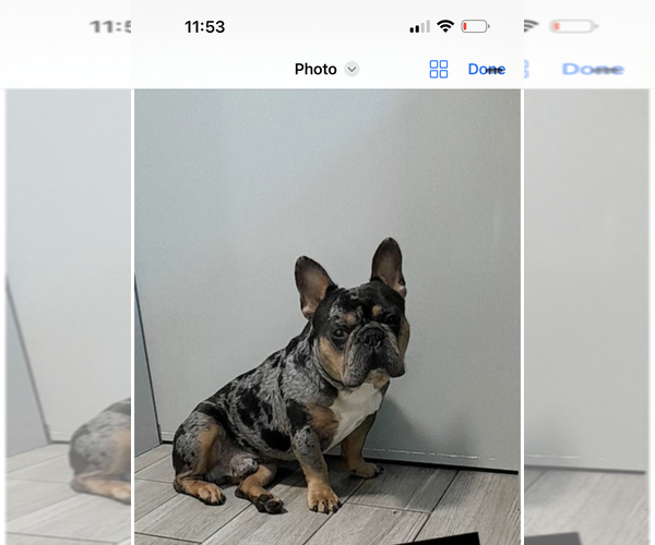 Medium Photo #1 French Bulldog Puppy For Sale in LYNWOOD, IL, USA