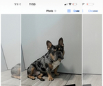 Small Photo #1 French Bulldog Puppy For Sale in LYNWOOD, IL, USA