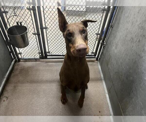 Medium Photo #1 Doberman Pinscher Puppy For Sale in HESPERIA, CA, USA