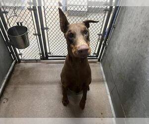 Doberman Pinscher Dogs for adoption in HESPERIA, CA, USA