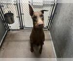 CHAI - Male Doberman Pinscher Dog for Adoption - Small photo