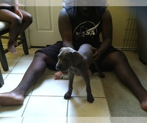 Cane Corso Puppy for sale in HOUSTON, TX, USA